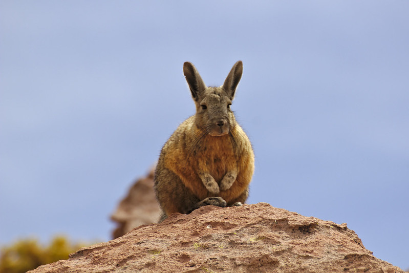 La viscache ou lagostome des montagnes, un étrange mélange de lapin et d'ecureuil La viscache ou lagostome des montagnes un etrange melange de lapin et d ecureuil 6 La-viscache-ou-lagostome-des-montagnes-un-etrange-melange-de-lapin-et-d-ecureuil-6