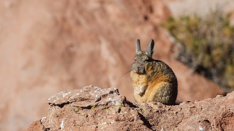 La viscache ou lagostome des montagnes, un étrange mélange de lapin et d'ecureuil La viscache ou lagostome des montagnes un etrange melange de lapin et d ecureuil 7 La-viscache-ou-lagostome-des-montagnes-un-etrange-melange-de-lapin-et-d-ecureuil-7