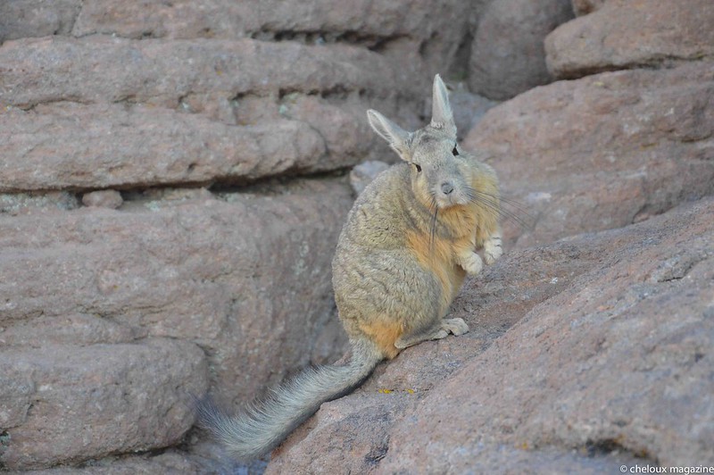 La viscache ou lagostome des montagnes, un étrange mélange de lapin et d'ecureuil La viscache ou lagostome des montagnes un etrange melange de lapin et d ecureuil 8 La-viscache-ou-lagostome-des-montagnes-un-etrange-melange-de-lapin-et-d-ecureuil-8