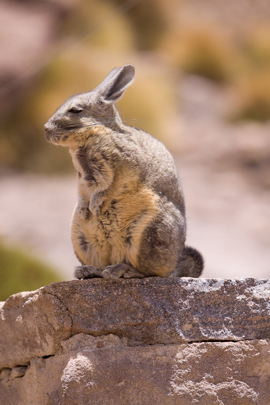 La viscache ou lagostome des montagnes, un étrange mélange de lapin et d'ecureuil La viscache ou lagostome des montagnes un etrange melange de lapin et d ecureuil 9 La-viscache-ou-lagostome-des-montagnes-un-etrange-melange-de-lapin-et-d-ecureuil-9
