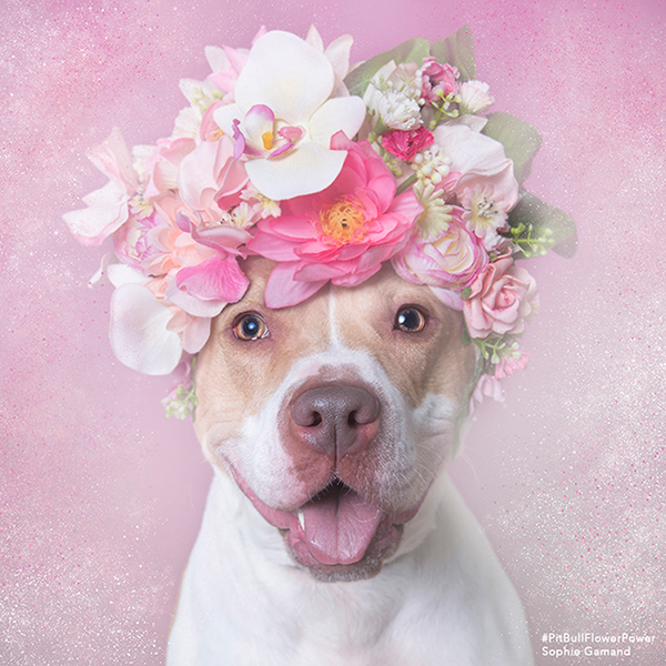 Pit Bull Flower Power - des pitbulls avec des couronnes de fleurs Pit Bull Flower Power des pitbulls avec des couronnes de fleurs 1 Pit-Bull-Flower-Power-des-pitbulls-avec-des-couronnes-de-fleurs-1
