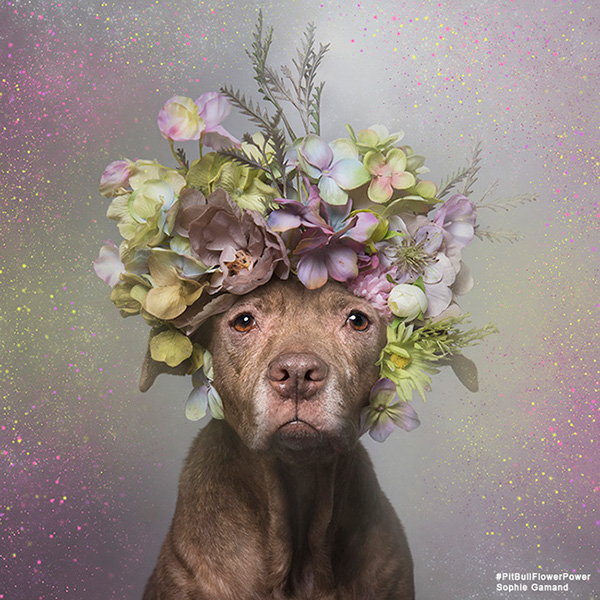 Pit Bull Flower Power - des pitbulls avec des couronnes de fleurs Pit Bull Flower Power des pitbulls avec des couronnes de fleurs 10 Pit-Bull-Flower-Power-des-pitbulls-avec-des-couronnes-de-fleurs-10