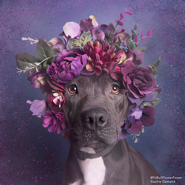 Pit Bull Flower Power - des pitbulls avec des couronnes de fleurs Pit Bull Flower Power des pitbulls avec des couronnes de fleurs 2 Pit-Bull-Flower-Power-des-pitbulls-avec-des-couronnes-de-fleurs-2