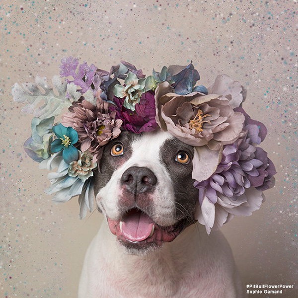 Pit Bull Flower Power - des pitbulls avec des couronnes de fleurs Pit Bull Flower Power des pitbulls avec des couronnes de fleurs 3 Pit-Bull-Flower-Power-des-pitbulls-avec-des-couronnes-de-fleurs-3
