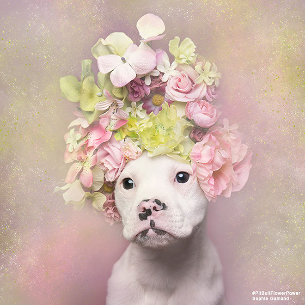 Pit Bull Flower Power - des pitbulls avec des couronnes de fleurs Pit Bull Flower Power des pitbulls avec des couronnes de fleurs 5 Pit-Bull-Flower-Power-des-pitbulls-avec-des-couronnes-de-fleurs-5