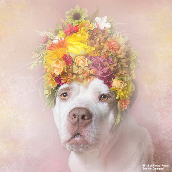Pit Bull Flower Power - des pitbulls avec des couronnes de fleurs Pit Bull Flower Power des pitbulls avec des couronnes de fleurs 6 Pit-Bull-Flower-Power-des-pitbulls-avec-des-couronnes-de-fleurs-6