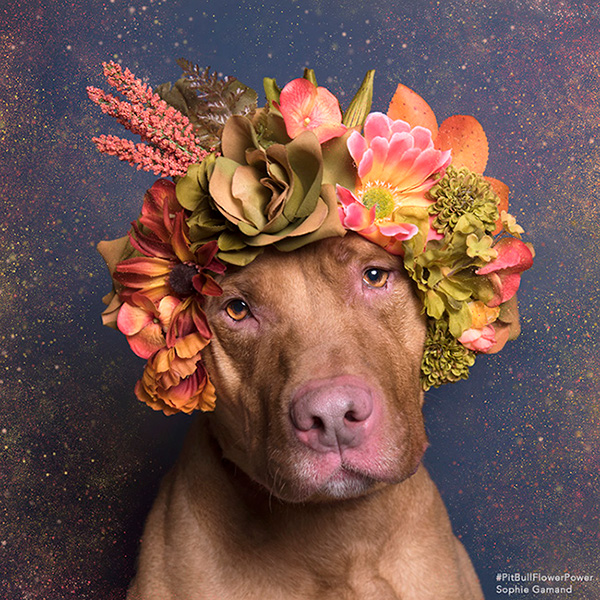 Pit Bull Flower Power - des pitbulls avec des couronnes de fleurs Pit Bull Flower Power des pitbulls avec des couronnes de fleurs 7 Pit-Bull-Flower-Power-des-pitbulls-avec-des-couronnes-de-fleurs-7