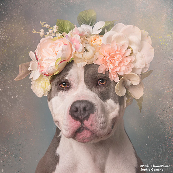 Pit Bull Flower Power - des pitbulls avec des couronnes de fleurs Pit Bull Flower Power des pitbulls avec des couronnes de fleurs 8 Pit-Bull-Flower-Power-des-pitbulls-avec-des-couronnes-de-fleurs-8