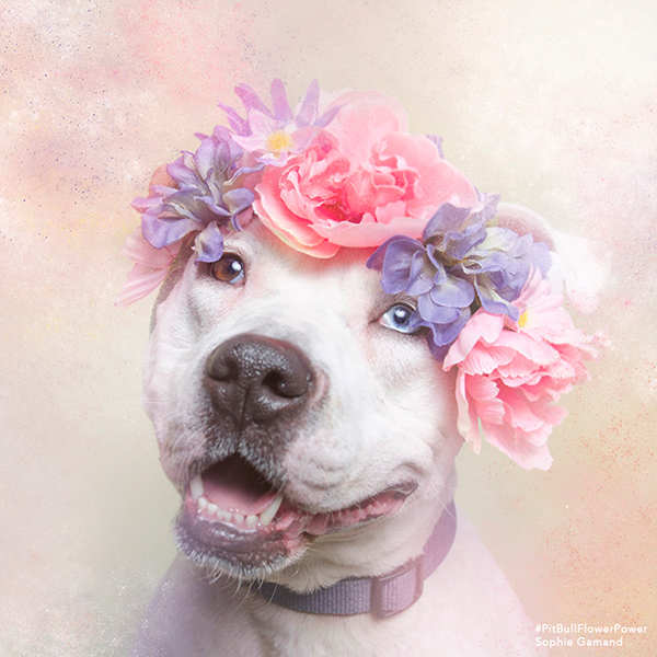 Pit Bull Flower Power - des pitbulls avec des couronnes de fleurs Pit Bull Flower Power des pitbulls avec des couronnes de fleurs 9 Pit-Bull-Flower-Power-des-pitbulls-avec-des-couronnes-de-fleurs-9