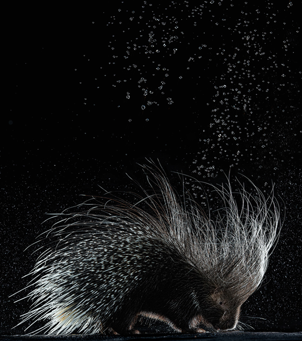 Splash - les réactions des humains et des animaux sous un jet d'eau Splash les reactions des humains et des animaux sous un jet d eau 15 Splash-les-reactions-des-humains-et-des-animaux-sous-un-jet-d-eau-15