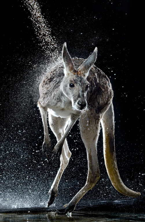 Splash - les réactions des humains et des animaux sous un jet d'eau Splash les reactions des humains et des animaux sous un jet d eau 4 Splash-les-reactions-des-humains-et-des-animaux-sous-un-jet-d-eau-4