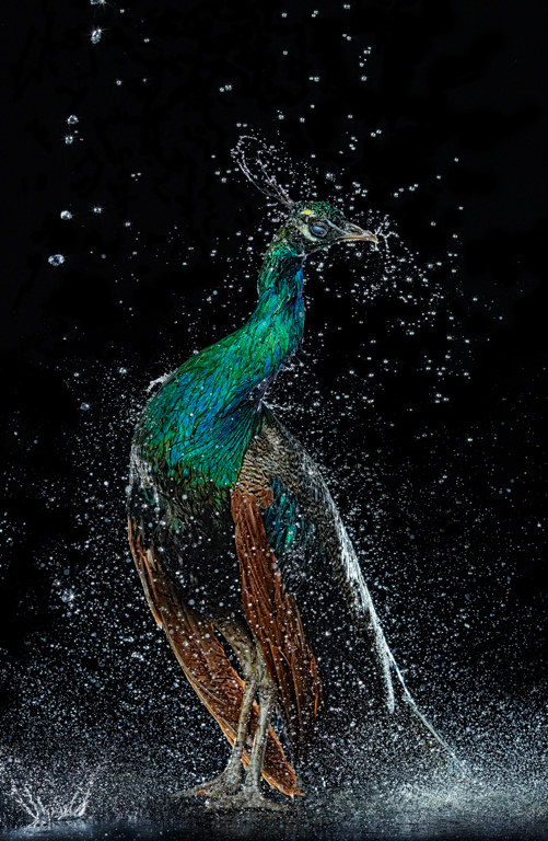 Splash - les réactions des humains et des animaux sous un jet d'eau Splash les reactions des humains et des animaux sous un jet d eau 9 Splash-les-reactions-des-humains-et-des-animaux-sous-un-jet-d-eau-9