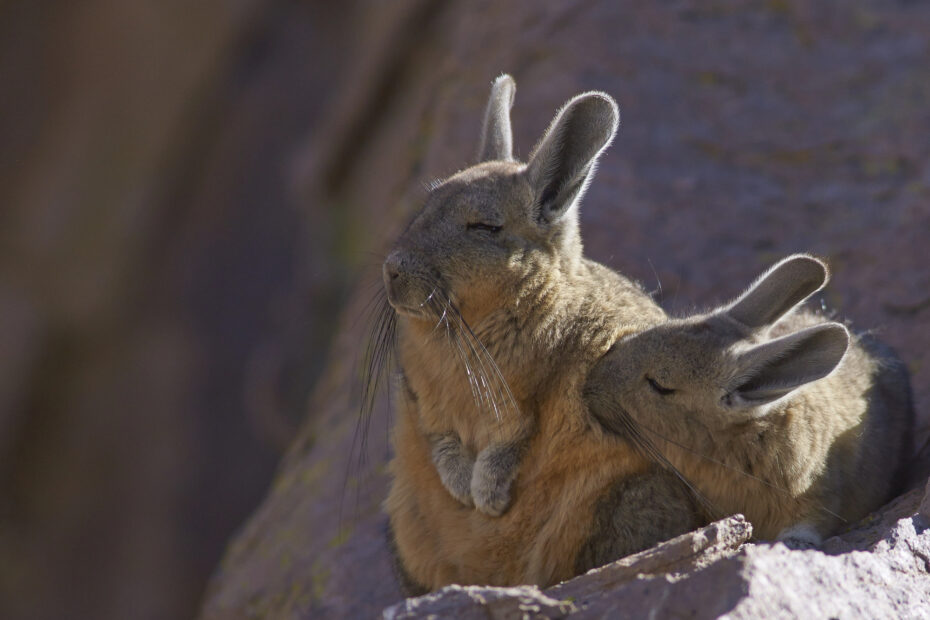 La viscache des montagnes, le rongeur des Andes qui ressemble à un lapin-écureuil la viscache ou lagostome des montagnes un etrange melange de lapin et decureuil 20 la viscache ou lagostome des montagnes un etrange melange de lapin et decureuil 20