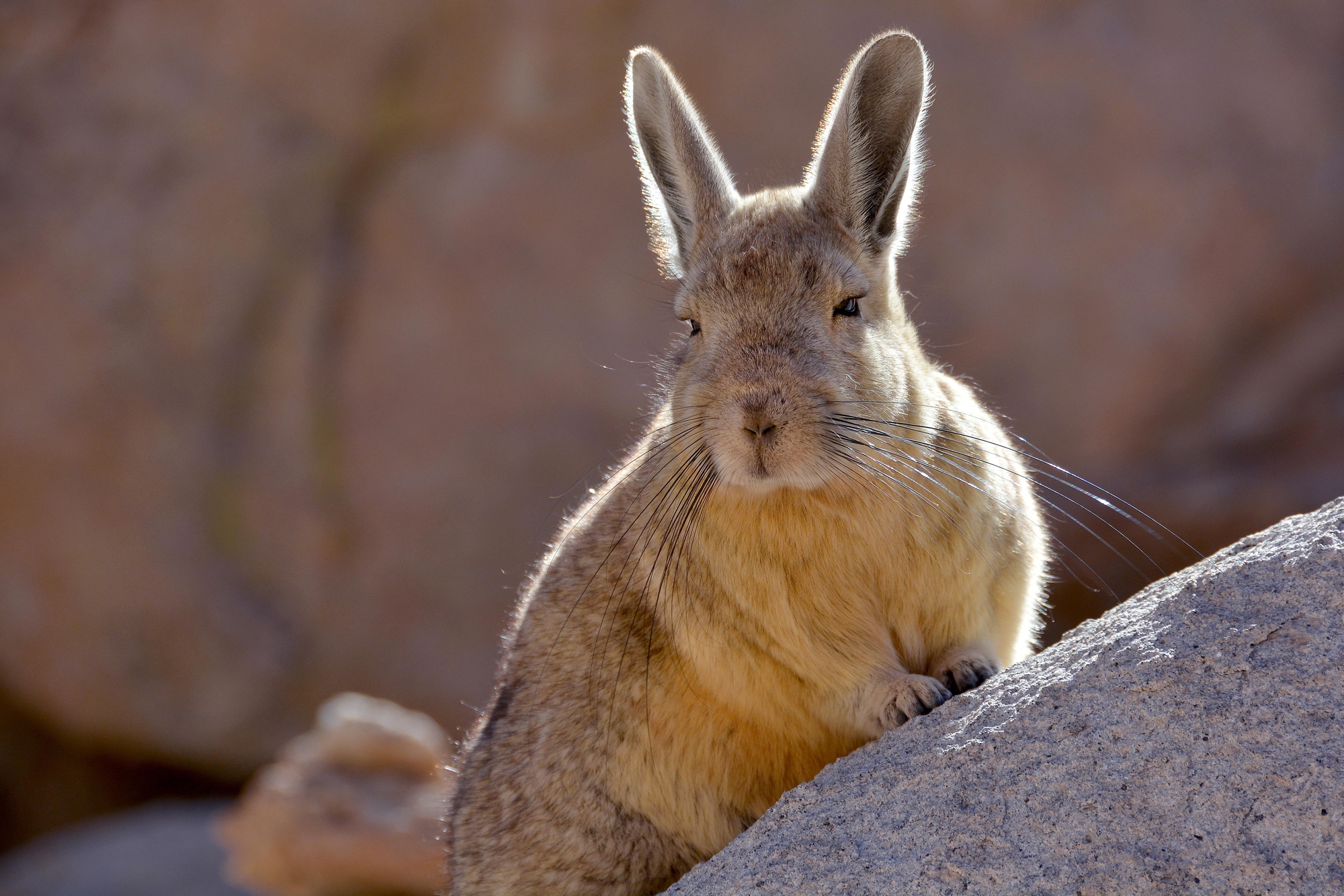 la viscache ou lagostome des montagnes un etrange melange de lapin et decureuil 21 la viscache ou lagostome des montagnes un etrange melange de lapin et decureuil 21