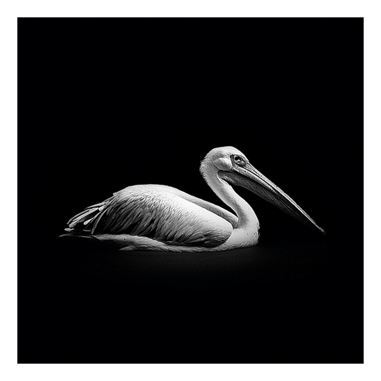 Dark Zoo - des animaux sur fond noir par Nicolas Evariste Dark Zoo des animaux sur fond noir par Nicolas Evariste 10 pelican Dark-Zoo-des-animaux-sur-fond-noir-par-Nicolas-Evariste-10-pelican