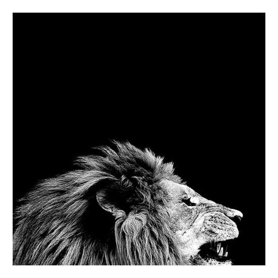 Dark Zoo - des animaux sur fond noir par Nicolas Evariste Dark Zoo des animaux sur fond noir par Nicolas Evariste 11 lion Dark-Zoo-des-animaux-sur-fond-noir-par-Nicolas-Evariste-11-lion