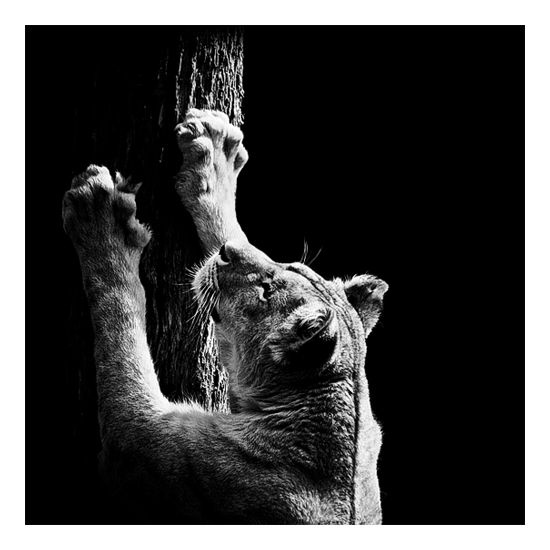 Dark Zoo - des animaux sur fond noir par Nicolas Evariste Dark Zoo des animaux sur fond noir par Nicolas Evariste 12 lionne Dark-Zoo-des-animaux-sur-fond-noir-par-Nicolas-Evariste-12-lionne