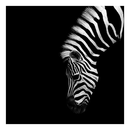 Dark Zoo - des animaux sur fond noir par Nicolas Evariste Dark Zoo des animaux sur fond noir par Nicolas Evariste 13 zebre Dark-Zoo-des-animaux-sur-fond-noir-par-Nicolas-Evariste-13-zebre