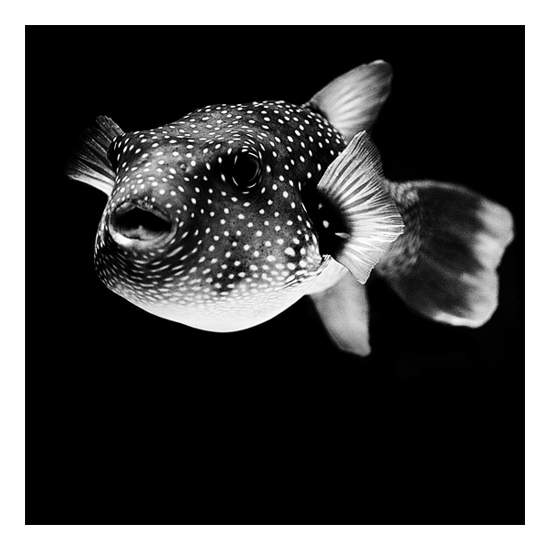 Dark Zoo - des animaux sur fond noir par Nicolas Evariste Dark Zoo des animaux sur fond noir par Nicolas Evariste 14 poisson Dark-Zoo-des-animaux-sur-fond-noir-par-Nicolas-Evariste-14-poisson
