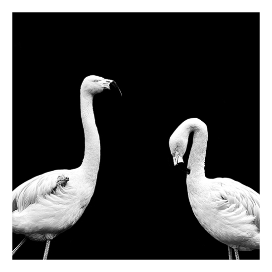 Dark Zoo - des animaux sur fond noir par Nicolas Evariste Dark Zoo des animaux sur fond noir par Nicolas Evariste 15 flamand rose Dark-Zoo-des-animaux-sur-fond-noir-par-Nicolas-Evariste-15-flamand-rose