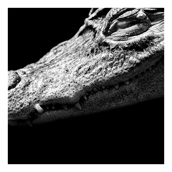 Dark Zoo - des animaux sur fond noir par Nicolas Evariste Dark Zoo des animaux sur fond noir par Nicolas Evariste 16 crocodile Dark-Zoo-des-animaux-sur-fond-noir-par-Nicolas-Evariste-16-crocodile