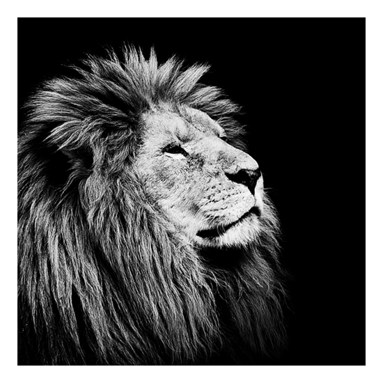 Dark Zoo - des animaux sur fond noir par Nicolas Evariste Dark Zoo des animaux sur fond noir par Nicolas Evariste 17 lion Dark-Zoo-des-animaux-sur-fond-noir-par-Nicolas-Evariste-17-lion