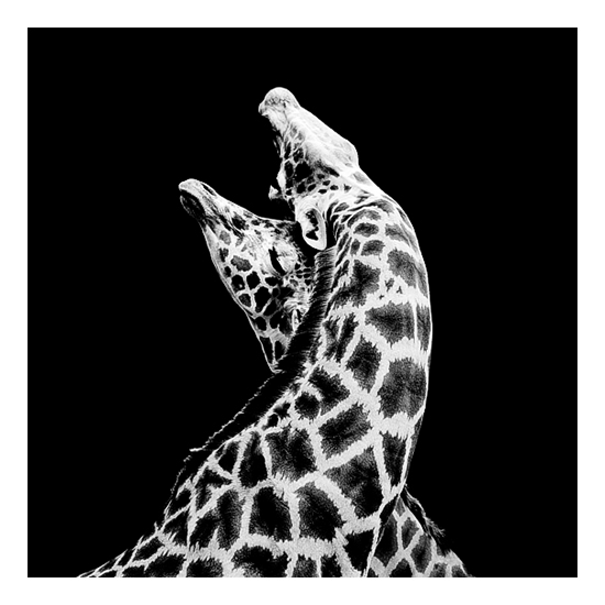 Dark Zoo - des animaux sur fond noir par Nicolas Evariste Dark Zoo des animaux sur fond noir par Nicolas Evariste 2 girafes Dark-Zoo-des-animaux-sur-fond-noir-par-Nicolas-Evariste-2-girafes