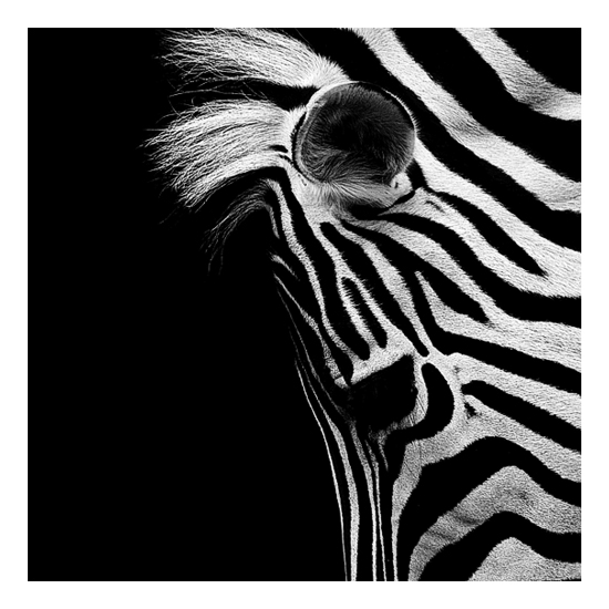 Dark Zoo - des animaux sur fond noir par Nicolas Evariste Dark Zoo des animaux sur fond noir par Nicolas Evariste 3 zebre Dark-Zoo-des-animaux-sur-fond-noir-par-Nicolas-Evariste-3-zebre