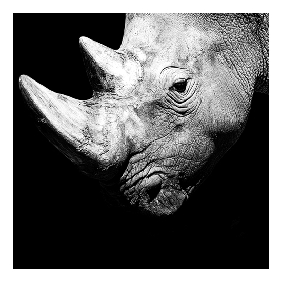 Dark Zoo - des animaux sur fond noir par Nicolas Evariste Dark Zoo des animaux sur fond noir par Nicolas Evariste 5 rhinoceros Dark-Zoo-des-animaux-sur-fond-noir-par-Nicolas-Evariste-5-rhinoceros