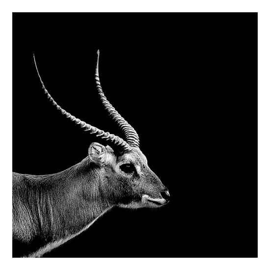 Dark Zoo - des animaux sur fond noir par Nicolas Evariste Dark Zoo des animaux sur fond noir par Nicolas Evariste 6 gazelle Dark-Zoo-des-animaux-sur-fond-noir-par-Nicolas-Evariste-6-gazelle
