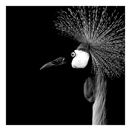 Dark Zoo - des animaux sur fond noir par Nicolas Evariste Dark Zoo des animaux sur fond noir par Nicolas Evariste 7 Dark-Zoo-des-animaux-sur-fond-noir-par-Nicolas-Evariste-7