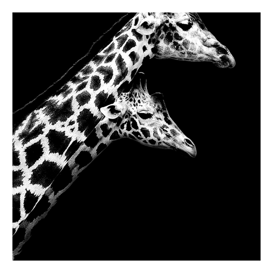 Dark Zoo - des animaux sur fond noir par Nicolas Evariste Dark Zoo des animaux sur fond noir par Nicolas Evariste 8 girafes Dark-Zoo-des-animaux-sur-fond-noir-par-Nicolas-Evariste-8-girafes