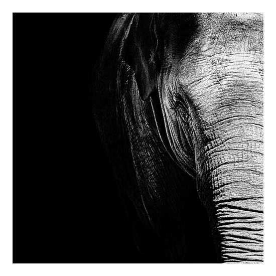 Dark Zoo - des animaux sur fond noir par Nicolas Evariste Dark Zoo des animaux sur fond noir par Nicolas Evariste 9 elephant Dark-Zoo-des-animaux-sur-fond-noir-par-Nicolas-Evariste-9-elephant