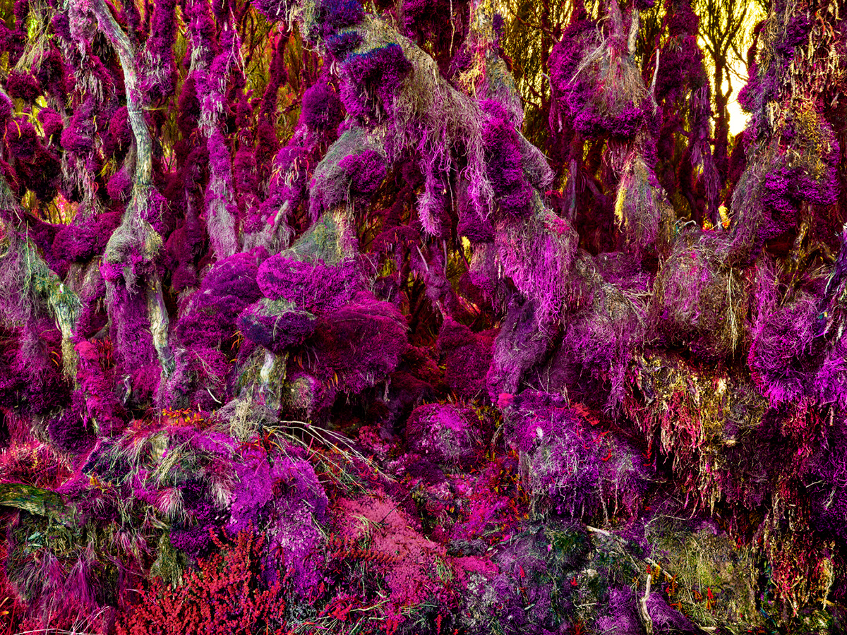 Fever - la nature a la fièvre sous l'objectif de Dillon Marsh Fever la nature a la fievre sous l objectif de Dillon Marsh 3 Fever-la-nature-a-la-fievre-sous-l-objectif-de-Dillon-Marsh-3