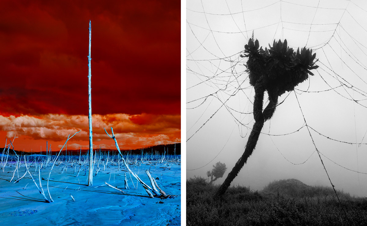 Fever - la nature a la fièvre sous l'objectif de Dillon Marsh Fever la nature a la fievre sous l objectif de Dillon Marsh 5 Fever-la-nature-a-la-fievre-sous-l-objectif-de-Dillon-Marsh-5