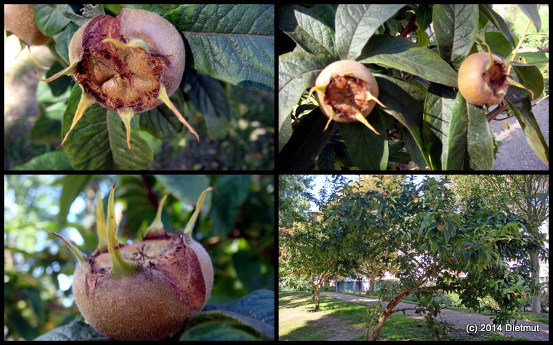 Le nèfle, ce fruit médiéval oublié aux surnoms vulgaires Le nefle ce fruit medieval oublie aux surnoms vulgaires 1 Le-nefle-ce-fruit-medieval-oublie-aux-surnoms-vulgaires-1