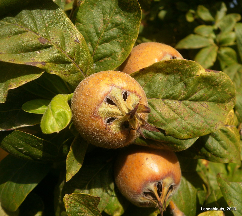 Le nèfle, ce fruit médiéval oublié aux surnoms vulgaires Le nefle ce fruit medieval oublie aux surnoms vulgaires 2 Le-nefle-ce-fruit-medieval-oublie-aux-surnoms-vulgaires-2