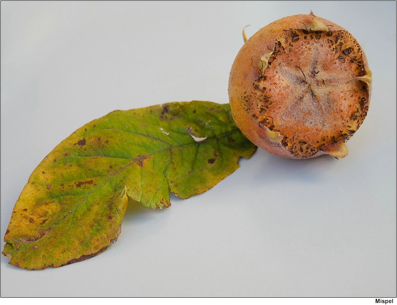 Le nèfle, ce fruit médiéval oublié aux surnoms vulgaires Le nefle ce fruit medieval oublie aux surnoms vulgaires 4 Le-nefle-ce-fruit-medieval-oublie-aux-surnoms-vulgaires-4