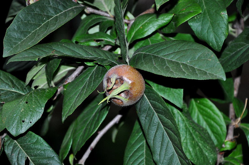 Le nèfle, ce fruit médiéval oublié aux surnoms vulgaires Le nefle ce fruit medieval oublie aux surnoms vulgaires 5 Le-nefle-ce-fruit-medieval-oublie-aux-surnoms-vulgaires-5