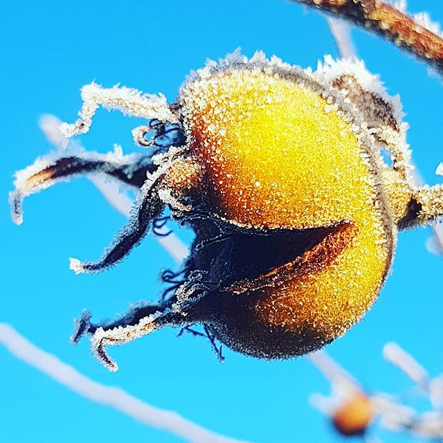 Le nèfle, ce fruit médiéval oublié aux surnoms vulgaires Le nefle ce fruit medieval oublie aux surnoms vulgaires 7 Le-nefle-ce-fruit-medieval-oublie-aux-surnoms-vulgaires-7