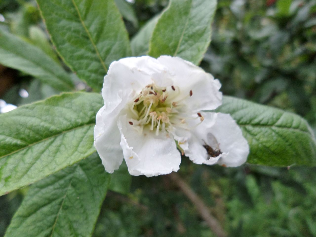 Grande fleur blanche du néflier commun Mespilus germanica Grande fleur blanche du néflier commun Mespilus germanica