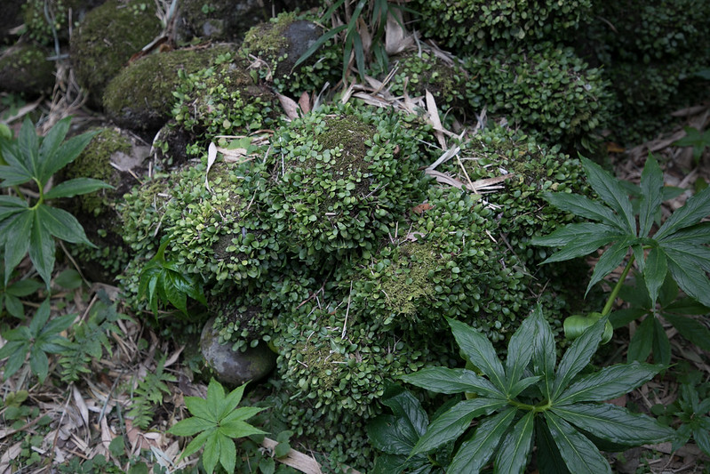 l'ile volcan de Aoga-shima - le volcan de Tokyo l ile volcan de Aoga shima le volcan de Tokyo 10 l-ile-volcan-de-Aoga-shima-le-volcan-de-Tokyo-10