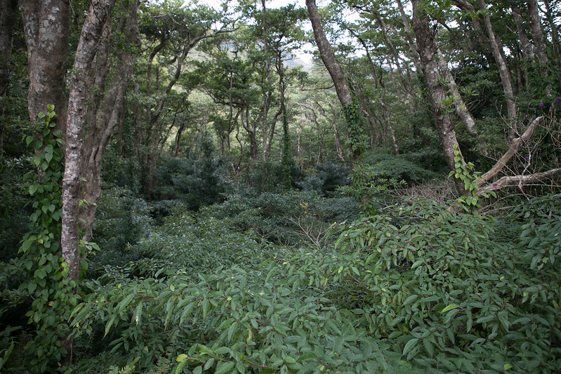 l'ile volcan de Aoga-shima - le volcan de Tokyo l ile volcan de Aoga shima le volcan de Tokyo 8 l-ile-volcan-de-Aoga-shima-le-volcan-de-Tokyo-8