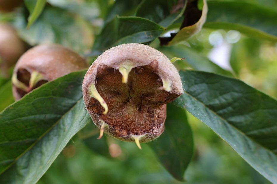 La nèfle : le fruit oublié surnommé « cul-de-singe » nefle fruit cul de singe 3 nefle fruit cul de singe 3