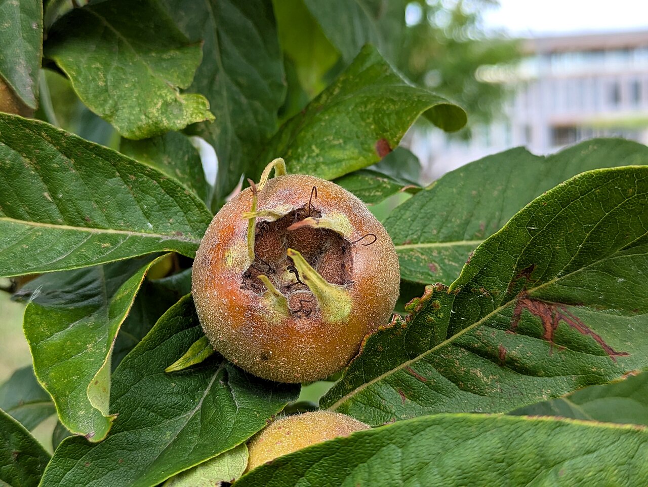 Nèfle, fruit brun surnommé cul-de-singe en raison de son calice largement ouvert Nèfle, fruit brun surnommé cul-de-singe en raison de son calice largement ouvert