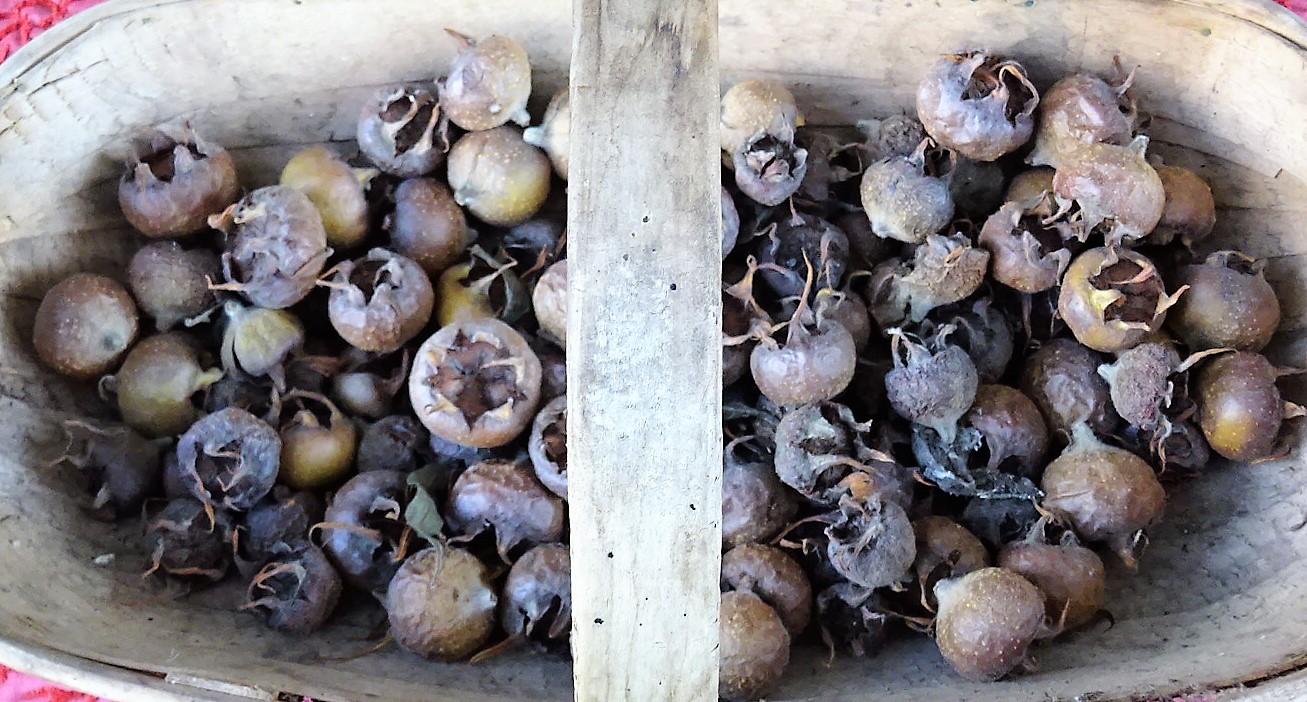 Nèfles blettes devenues brunes et molles après plusieurs semaines de maturation Nèfles blettes devenues brunes et molles après plusieurs semaines de maturation