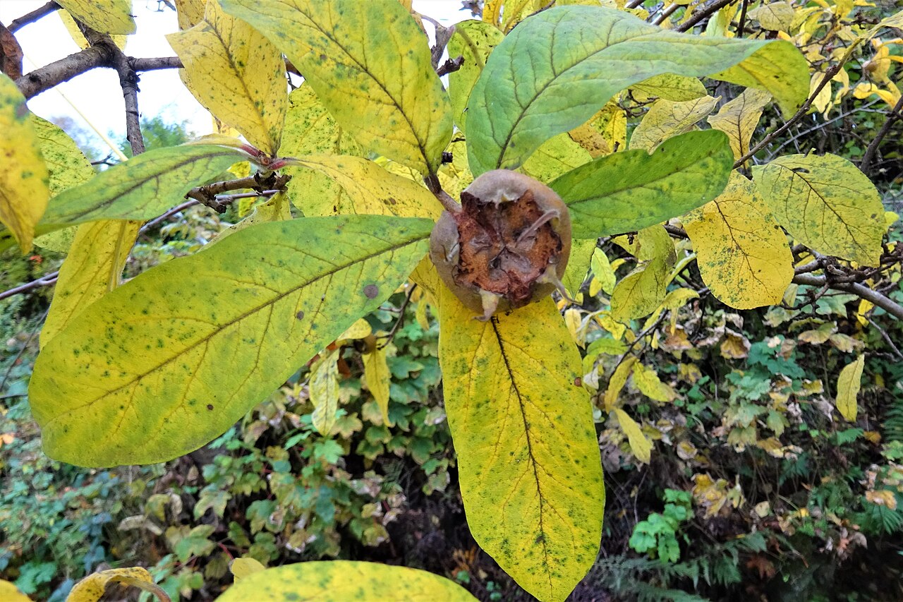Nèfles brunes et feuilles du néflier commun Nèfles brunes et feuilles du néflier commun