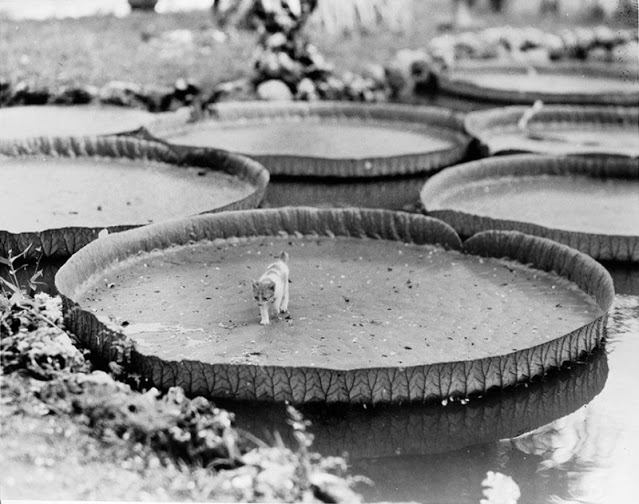 Fin du 19eme siècle, la tendance était de se faire prendre en photo debout sur un nénuphar géant Fin du 19eme siecle la tendance etait de se faire prendre en photo debout sur un nenuphar geant 11 Fin-du-19eme-siecle-la-tendance-etait-de-se-faire-prendre-en-photo-debout-sur-un-nenuphar-geant-11