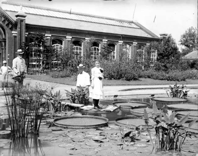 Fin du 19eme siècle, la tendance était de se faire prendre en photo debout sur un nénuphar géant Fin du 19eme siecle la tendance etait de se faire prendre en photo debout sur un nenuphar geant 2 Fin-du-19eme-siecle-la-tendance-etait-de-se-faire-prendre-en-photo-debout-sur-un-nenuphar-geant-2