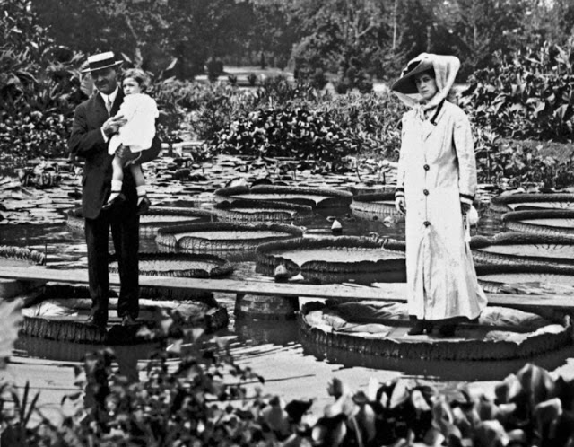 Fin du 19eme siècle, la tendance était de se faire prendre en photo debout sur un nénuphar géant Fin du 19eme siecle la tendance etait de se faire prendre en photo debout sur un nenuphar geant 4 Fin-du-19eme-siecle-la-tendance-etait-de-se-faire-prendre-en-photo-debout-sur-un-nenuphar-geant-4